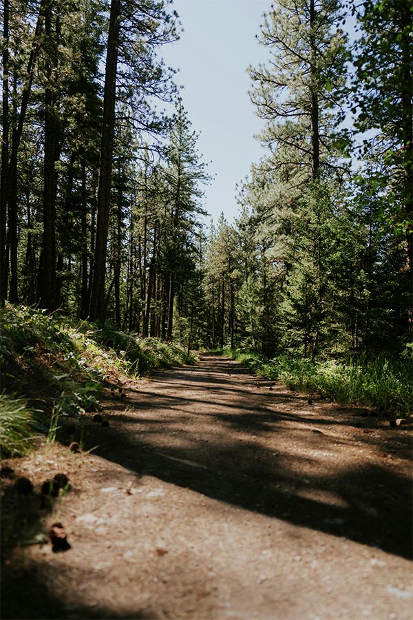 A trail through a forest in Montana - Talking about the history and philosophy of WLF